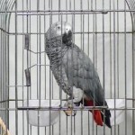 Don’t Say I Didn’t Say So – The Parrot